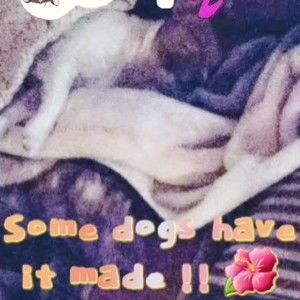 Meet your Posher, Frankie